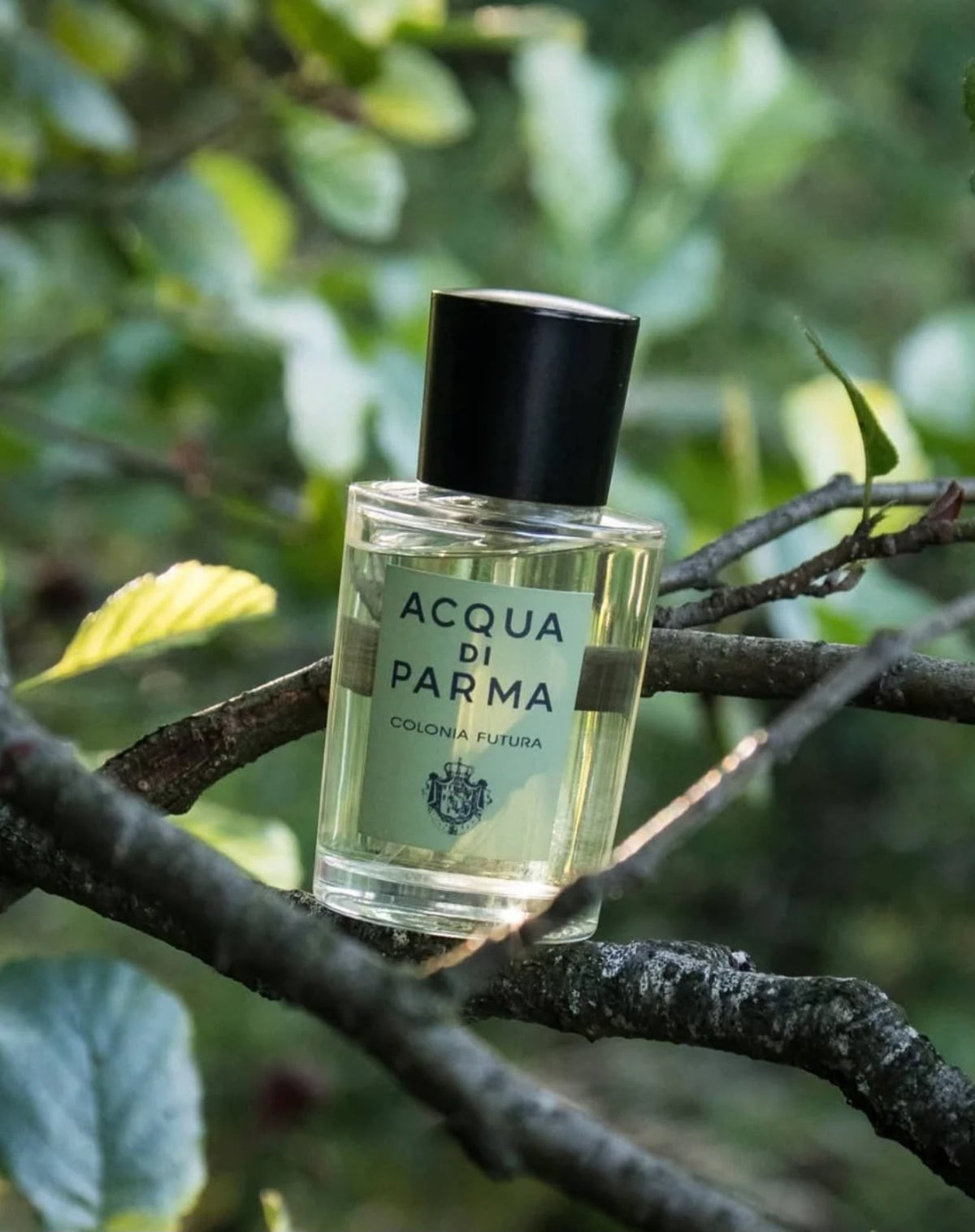 【24小時網站自助下單】 🌸免稅正品 Acqua di Parma 帕爾瑪之水 未來之水Colonia Futura 50ml | 預訂約2-3星期 娉婷貿易公司 Exquisite Beauty Trading Company